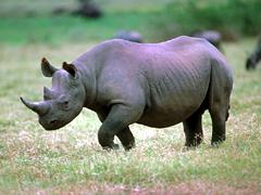 black rhino