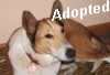 "Barnsey" who we helped be rehomed from NSW to Victoria