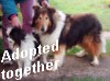"Bonnie the Collie & Marty her best friend"