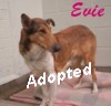 "Evie"