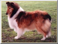 SHONA
