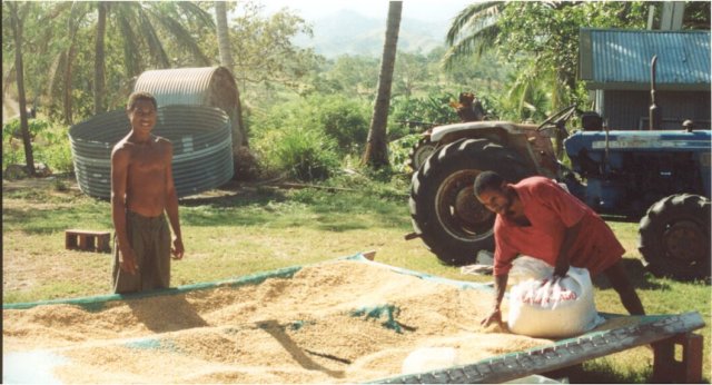 dryingrice.jpg