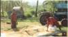 dryingrice_small.jpg
