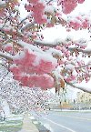 Blossems in the snow