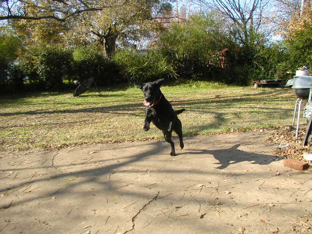 Super Lab flyin' home !