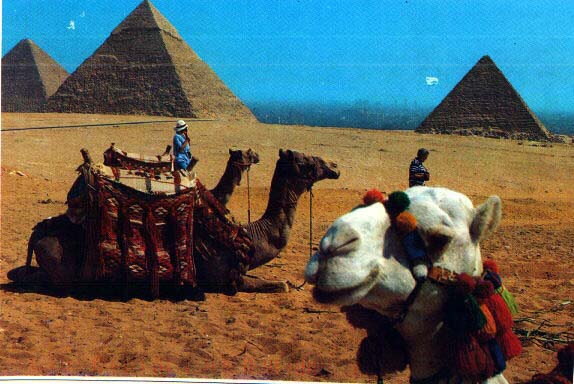 camel.jpg