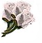 Bridal White