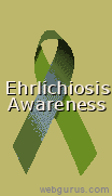 Spread The Word!&nbsp; Become More Informed About Ehrlichiosis!
