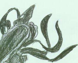 Like Egarix.... only a shadow of this bird has been seen.