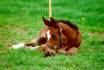 Horse Poetry - I cavalli
