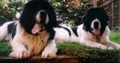 Dog Poetry - I cani