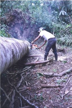 UPROOTED TREE BY HURRICANE IRIS
