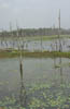 g. Ta Mok's dead lake