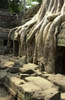 g. Ta Prohm