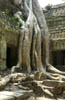 h. Ta Prohm