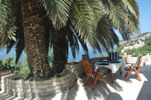 under the palm