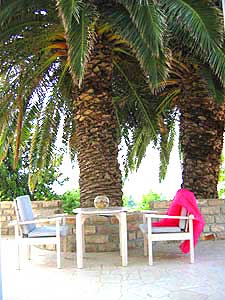 Under the palm