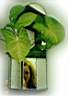 flower-miror2.jpg