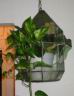 green_terrarium.jpg