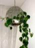 round_terrarium.jpg