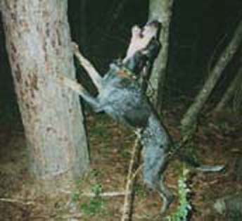 Read about Guy Ormiston's Blue Tick Coon Hunting Dogs of Maypearl!