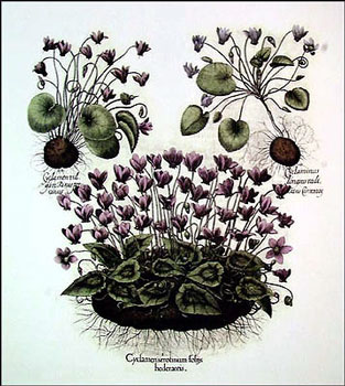 cyclamen