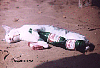 wasted pussy