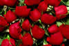 [Red Roses]