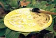 [Pastel de Lengua]