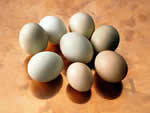 [Poultry]