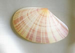 [Seafood]