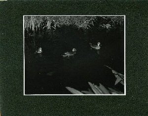 picture of ducks