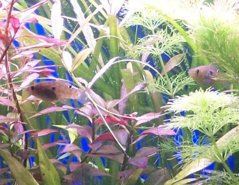 American-Flag Fish