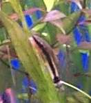 Oto