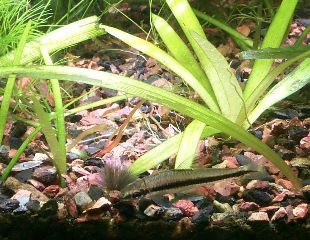 Siamese Algae Eater