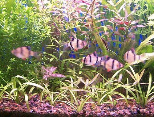 Tiger Barb