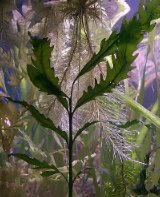 African Fern