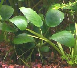 Anubias
