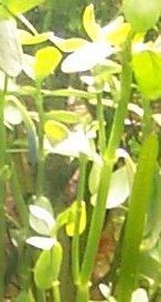 Bacopa