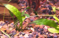 Java Fern