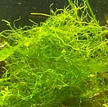 Java Moss