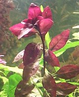 Ludwigia