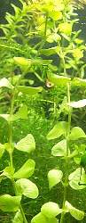 Moneywort