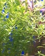 Pearl Grass