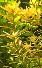 Rotala