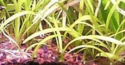 Sagittaria