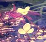 Sagittaria Flower