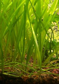 Jungle Val