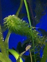 Water Weed
