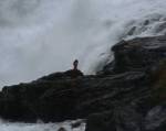 Falls singer